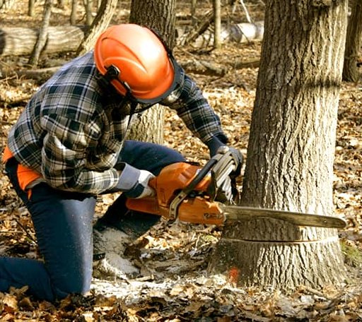 Tree Removal in Helen, WV